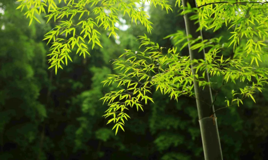 春游江淮请您来 淮北烈山将有一处竹林