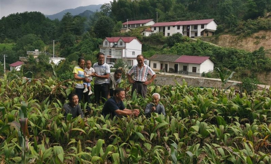  图为岳西县巍岭乡巍岭村，药材种植大户王长焰在为农户讲解白芨种植要领。