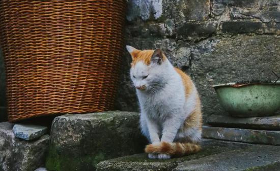 看查济小动物的江湖故事 方知日长似岁