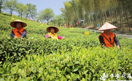 龙王山生态茶园“野魁茗”春茶首采