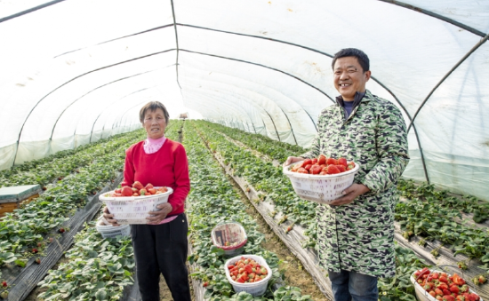 果农在采收草莓