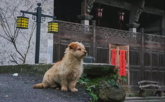 看查济小动物的江湖故事 方知日长似岁