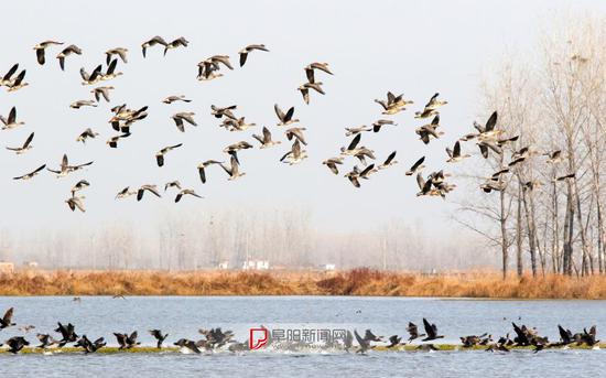 四里湖湿地拍摄的候鸟。 特约摄影 杜平 摄