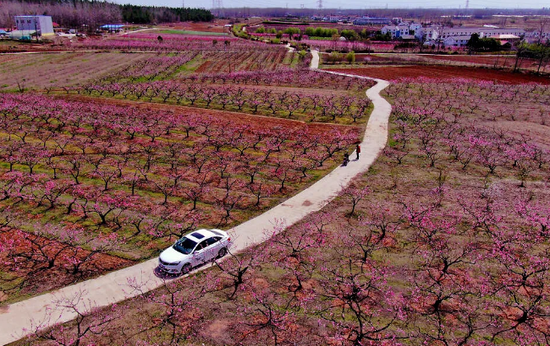 张山桃花。凤凰网安徽/图