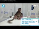 世界生命科学大突破 中国科学家成功克隆出猴子