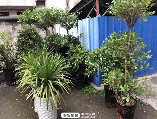 被盗绿植