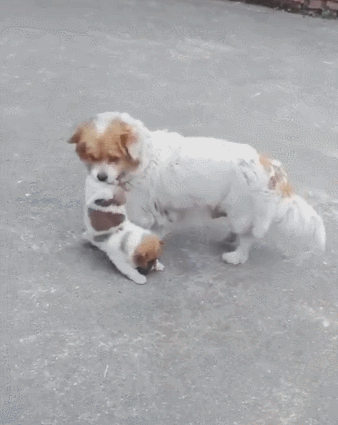 8886-imfiehq4557081.gif