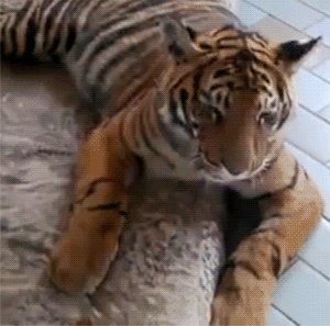 让你n脸懵逼的12星座_高清图集_新浪网