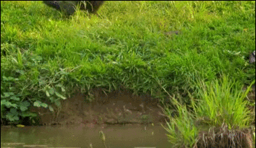 CGNr-fyrwsqh8109510.gif