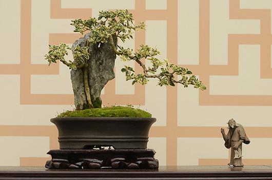 是你买了假风水植物,还是摆错了地方?