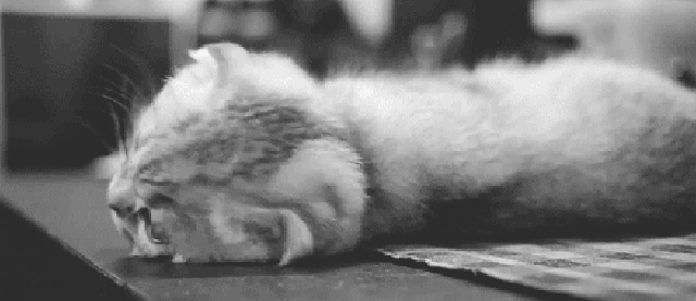 640_277gif 动态图 动图