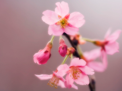 你的桃花宝地在哪里