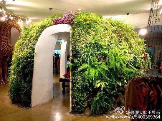 家里家外植物摆放的要点