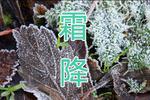 中华24节气之霜降