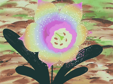 风水开运:适合摆放在家里的花卉