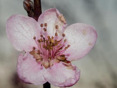 你该如何把桃花迎进家门