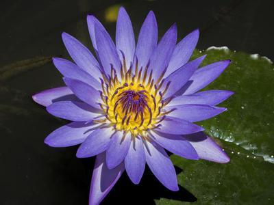 测测你的黑莲花指数