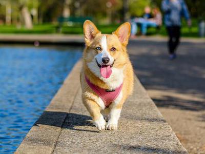 你男友的忠犬属性有多少