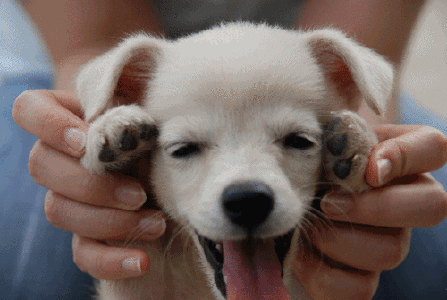 星座×生肖狮子月生日图腾:西施犬