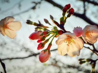 看看你的桃花宝地在哪里