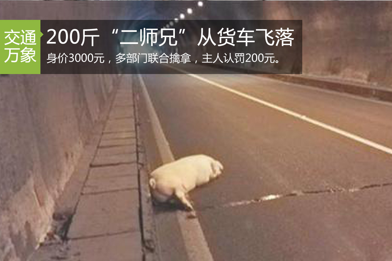 200斤“二师兄”从货车上跳车 飞落高速