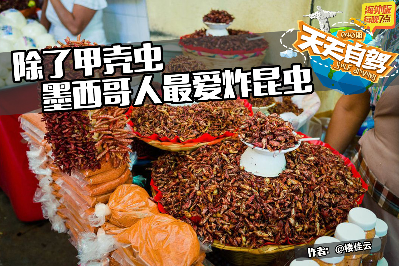 自驾|除了街头甲壳虫 墨西哥人最爱炸昆虫