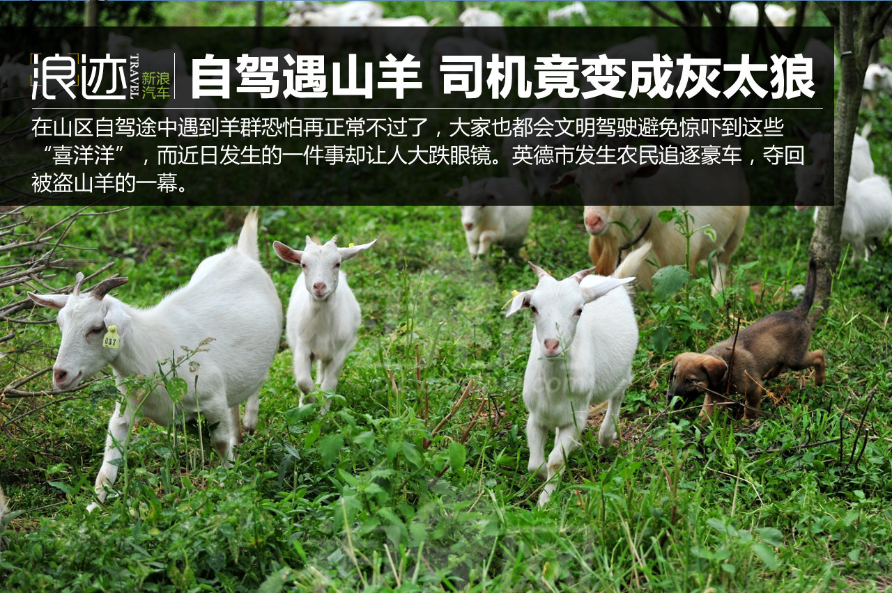 自驾途中遇山羊 豪车司机竟变成“灰太狼”