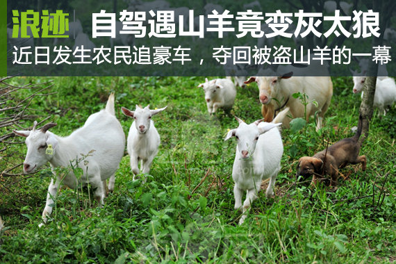 自驾途中遇山羊 豪车司机竟变成“灰太狼”