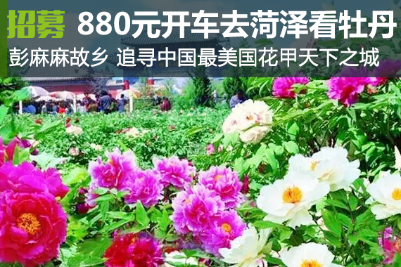 追随彭麻麻 880元起一起开车去菏泽看牡丹