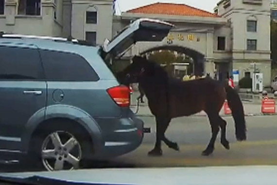 视频：奇葩来了 土豪开车遛马