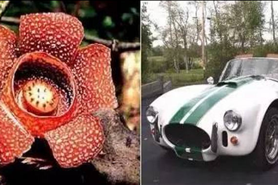 跨界！豪车与花不得不说的搭配