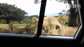 视频：野生动物园狮子打开车门吓惨游客