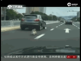 视频：残忍至极！车主开车将小狗拖行致死