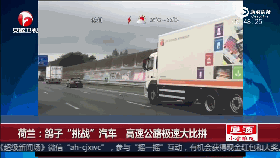 视频：鸽子与汽车对飚 不停“调戏”司机