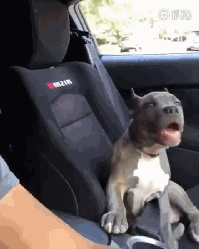 视频：跑车推背感有多强？看它吓成啥样了