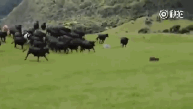 视频：一群牛追逐一辆车？场面太欢乐