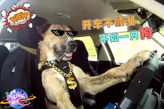 视频：会开车的狗！驾驶汽车狂加速