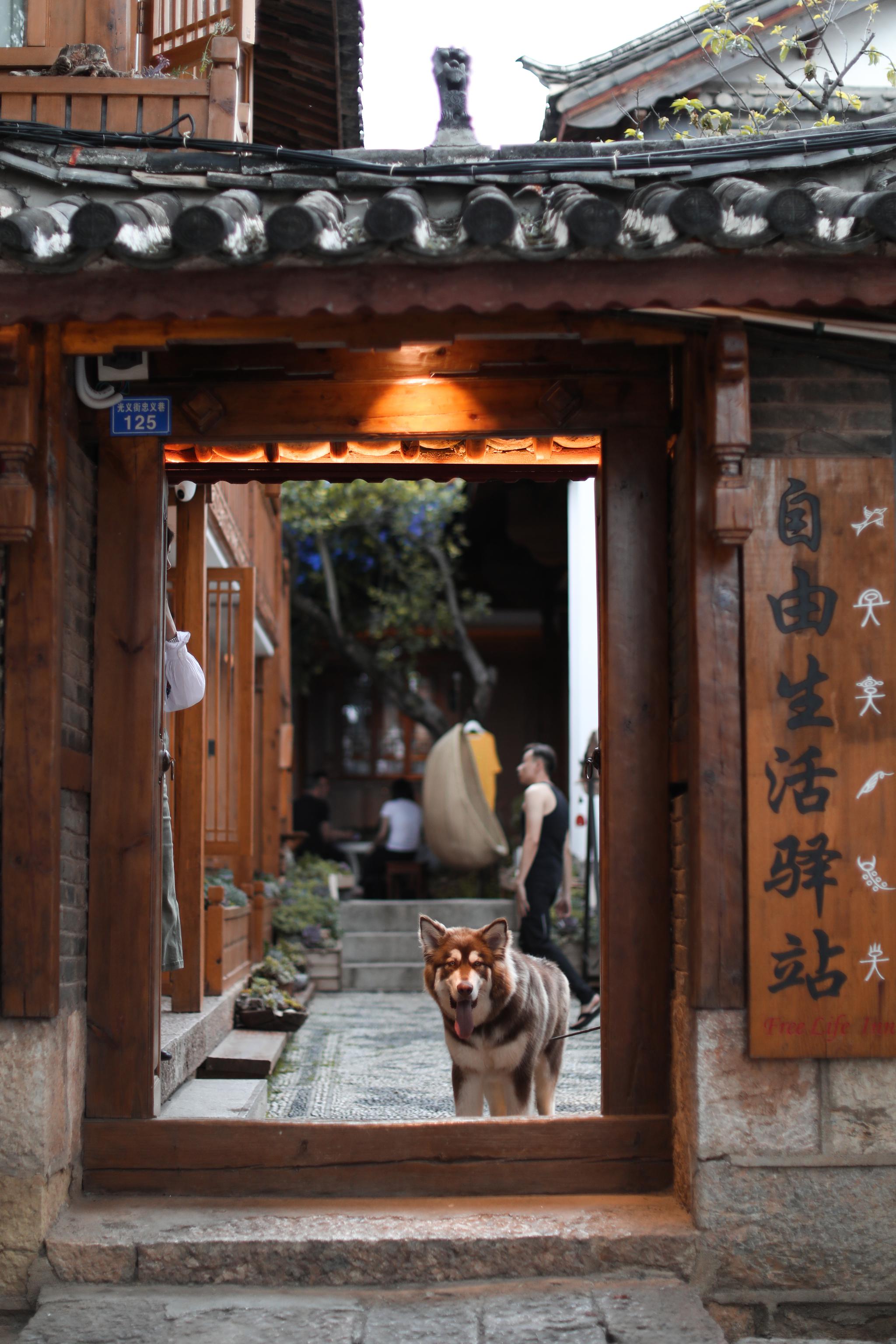 主人的爱犬名叫“蜗牛”