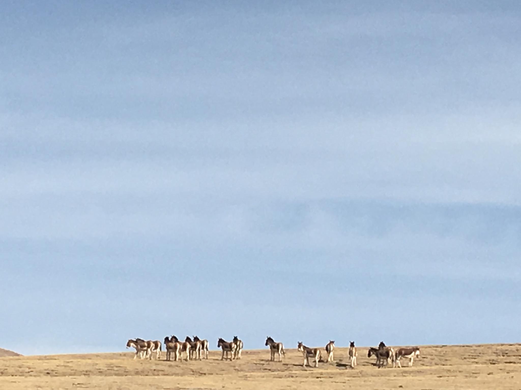 营销|三江源头 这家自主车企如何传递品牌“温度”