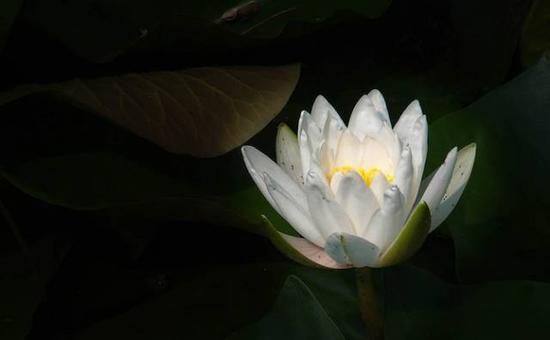 惊曝:吉利要收莲花?厉害了舒服哥!