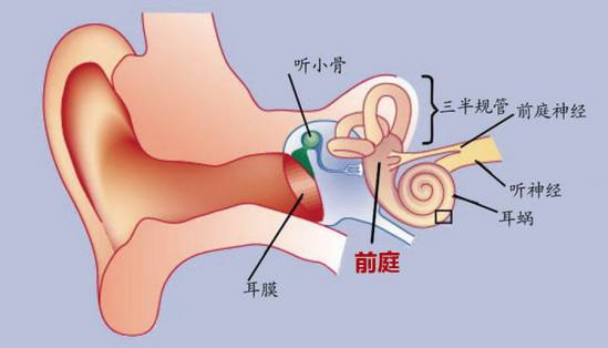 为什么有些人坐公交车一点事儿没有，坐奔驰奥迪却晕车？