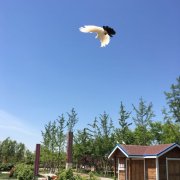 站吉利 网友-启明星辰J