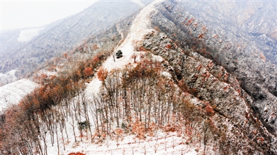 蓟州北部山区一些尚未落下的枯叶被雪打湿，呈现美丽的色彩。