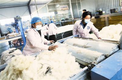 泽库县羊尕尔巴扎牛羊绒产业有限公司的工人正在加工羊绒产品