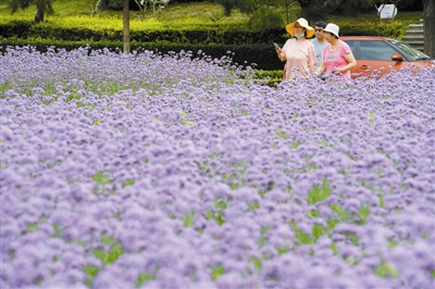 近日，泰达城市广场种植的马鞭草进入盛花期，不少市民到此感受夏日中的紫色浪漫。