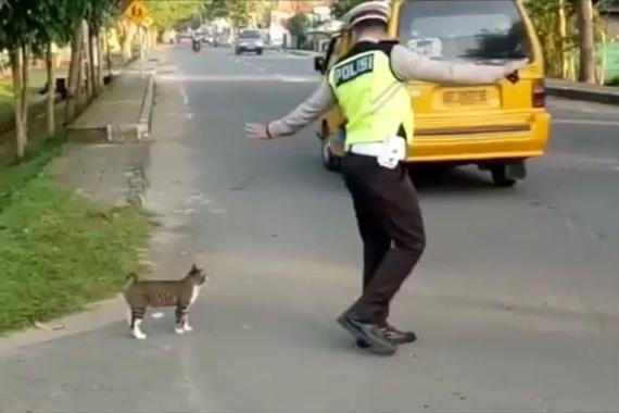 视频：一只流浪猫想要过马路，警察暖心帮助！