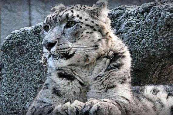 当“诺亚方舟”岌岌可危 人类与雪豹的互相凝视还剩几次？