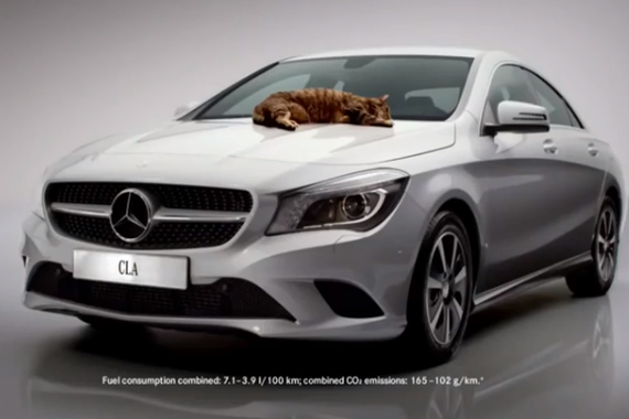 萌猫出镜的汽车广告