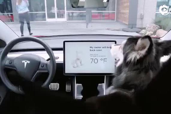 让狗狗单独留车内也不担心！特斯拉“Dog Mode” 新功能