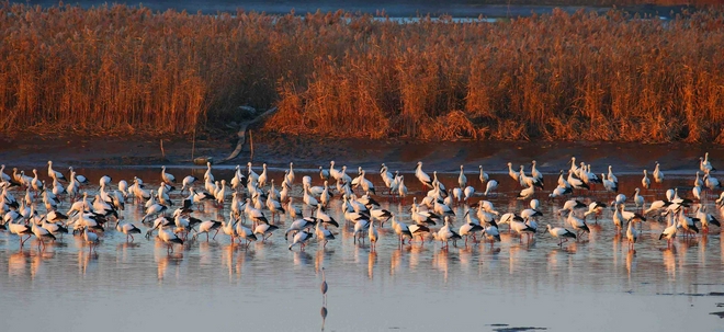 助力生物多样性保护 宝马发布“BMW美丽家园行动”